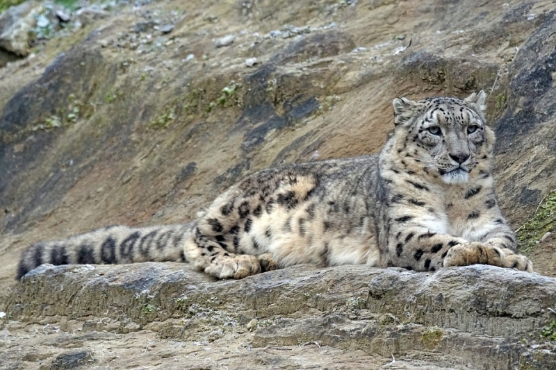Snow Leopard Основное Руководство